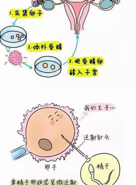 囊胚移植前调理身体方法推荐，控制体重有效降低失败率